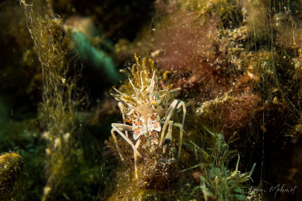 Spiny Tiger Shrimp - Photo 3