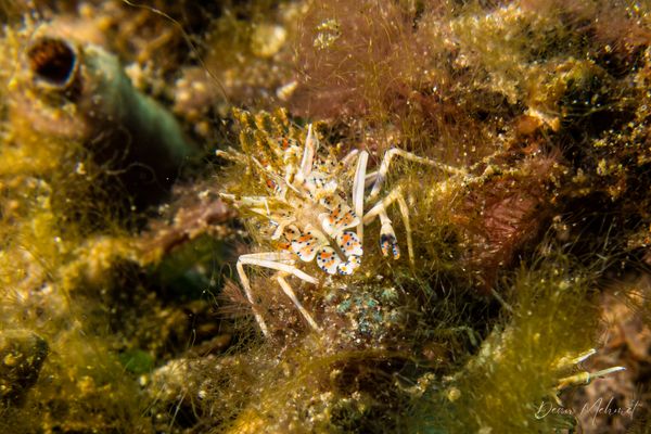 Spiny Tiger Shrimp - Photo 4