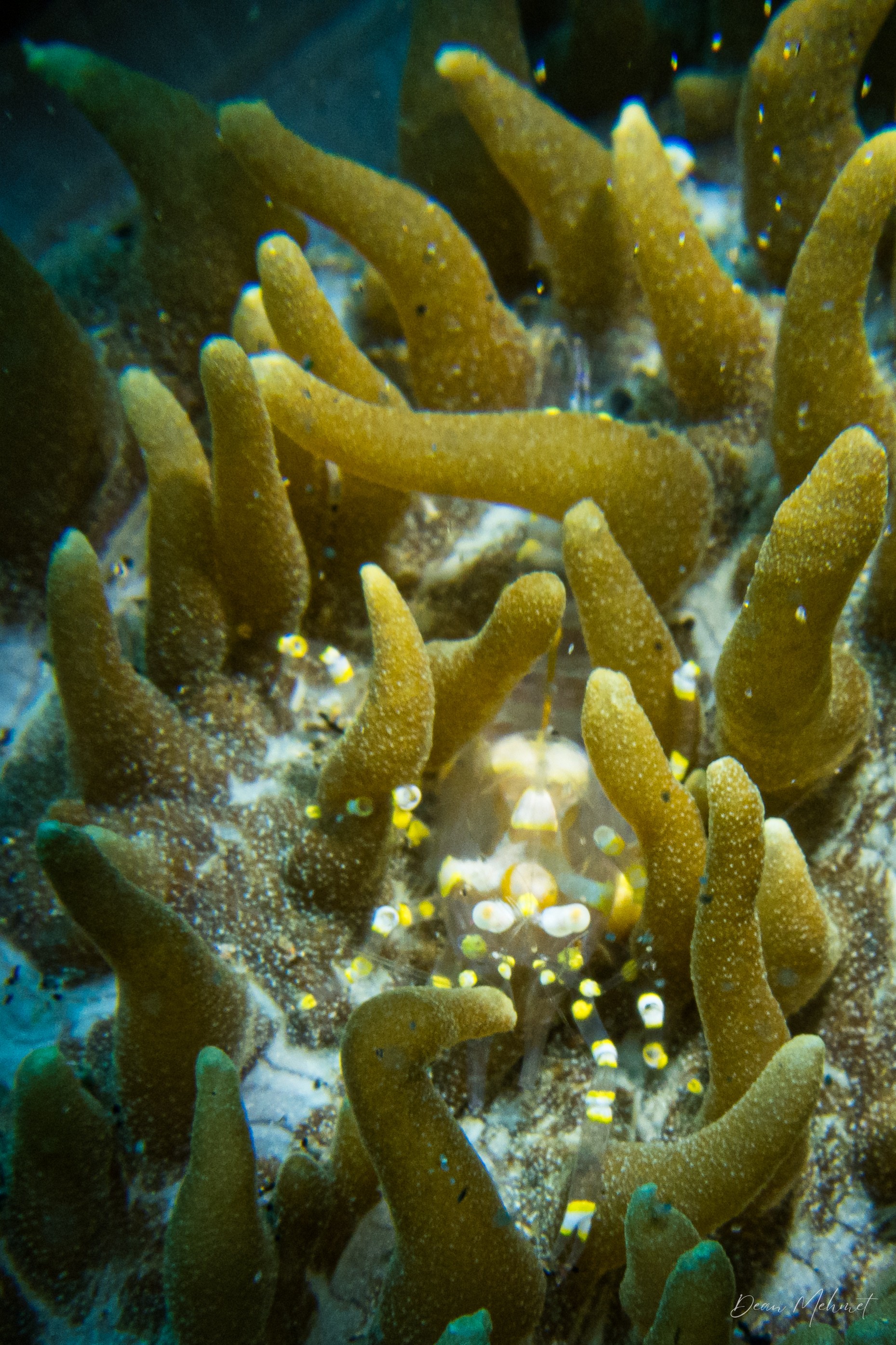 Disc Anemone Shrimp
