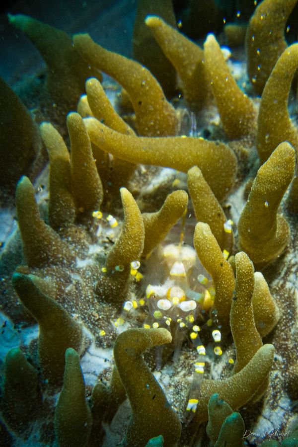 Disc Anemone Shrimp - Photo 1