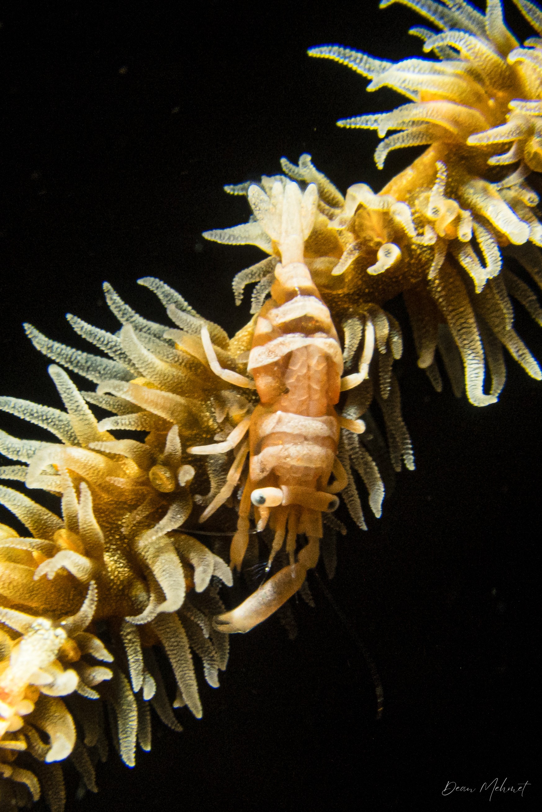 Anker's Whip Coral Shrimp