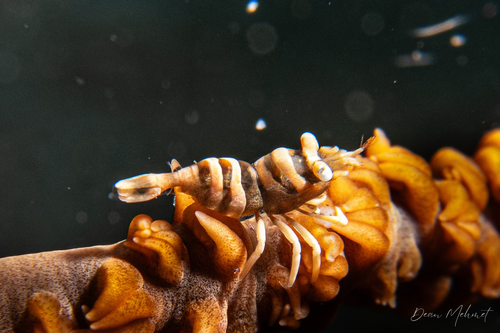 Anker's Whip Coral Shrimp