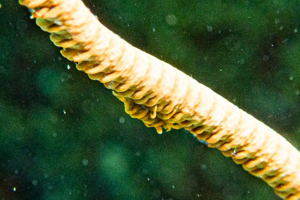 Ankers Whip Coral Shrimp - Photo 1