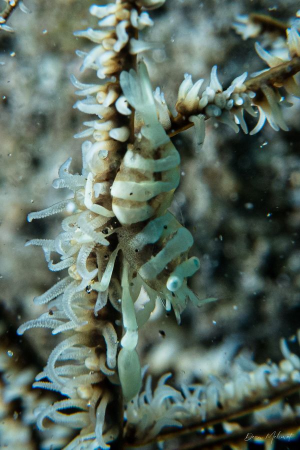 Ankers Whip Coral Shrimp - Photo 2