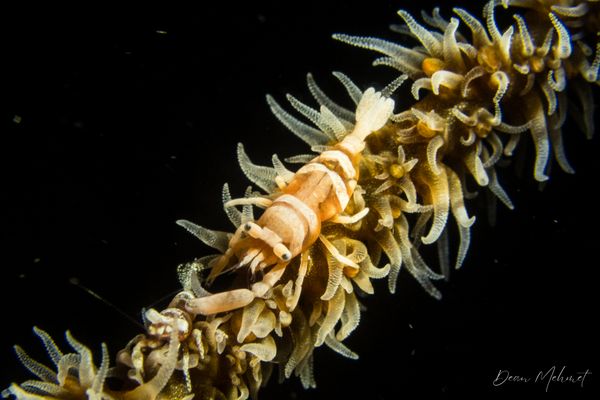 Ankers Whip Coral Shrimp - Photo 4