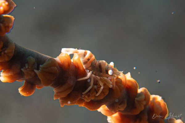 Ankers Whip Coral Shrimp - Photo 5