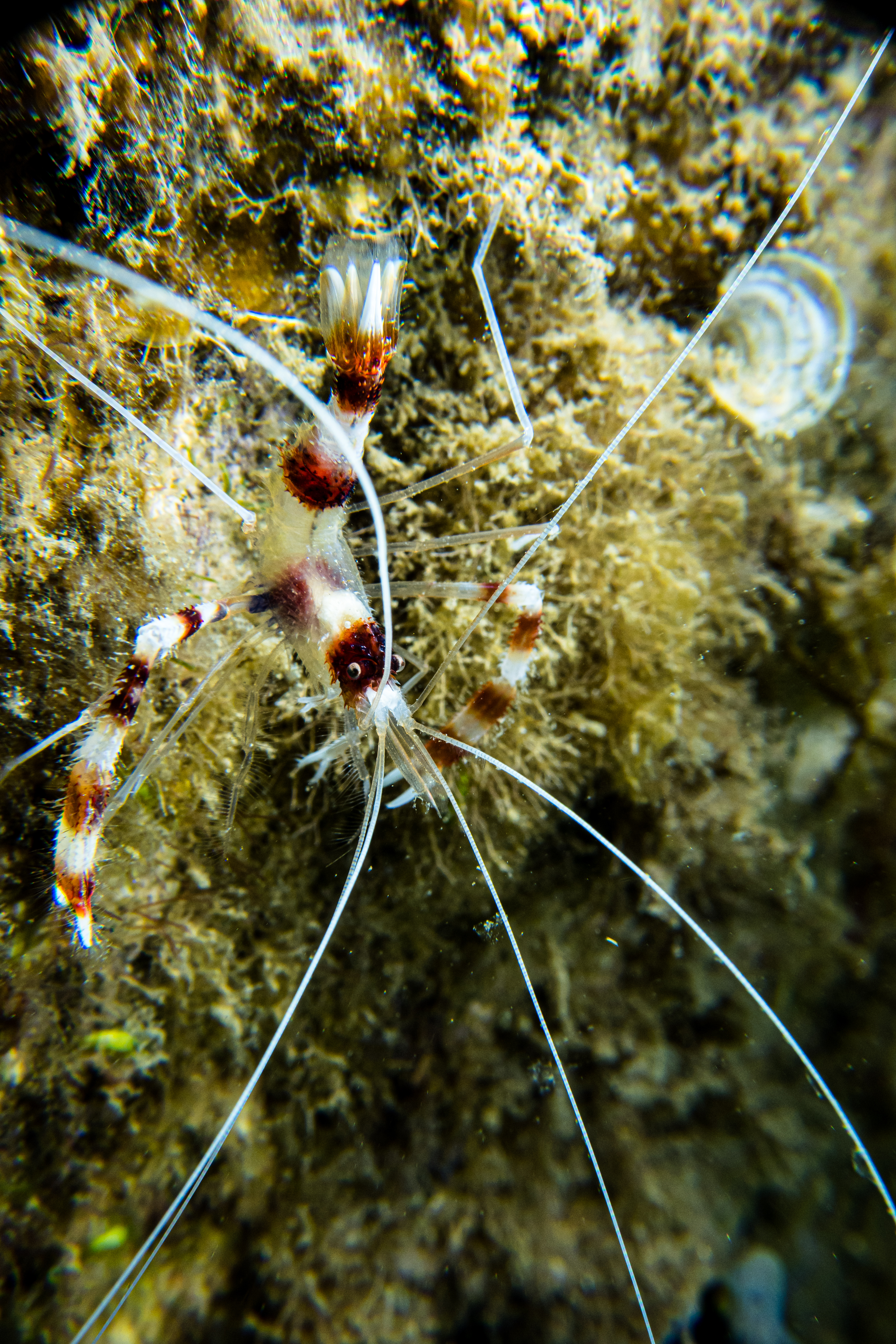 Banded Coral Shrimp