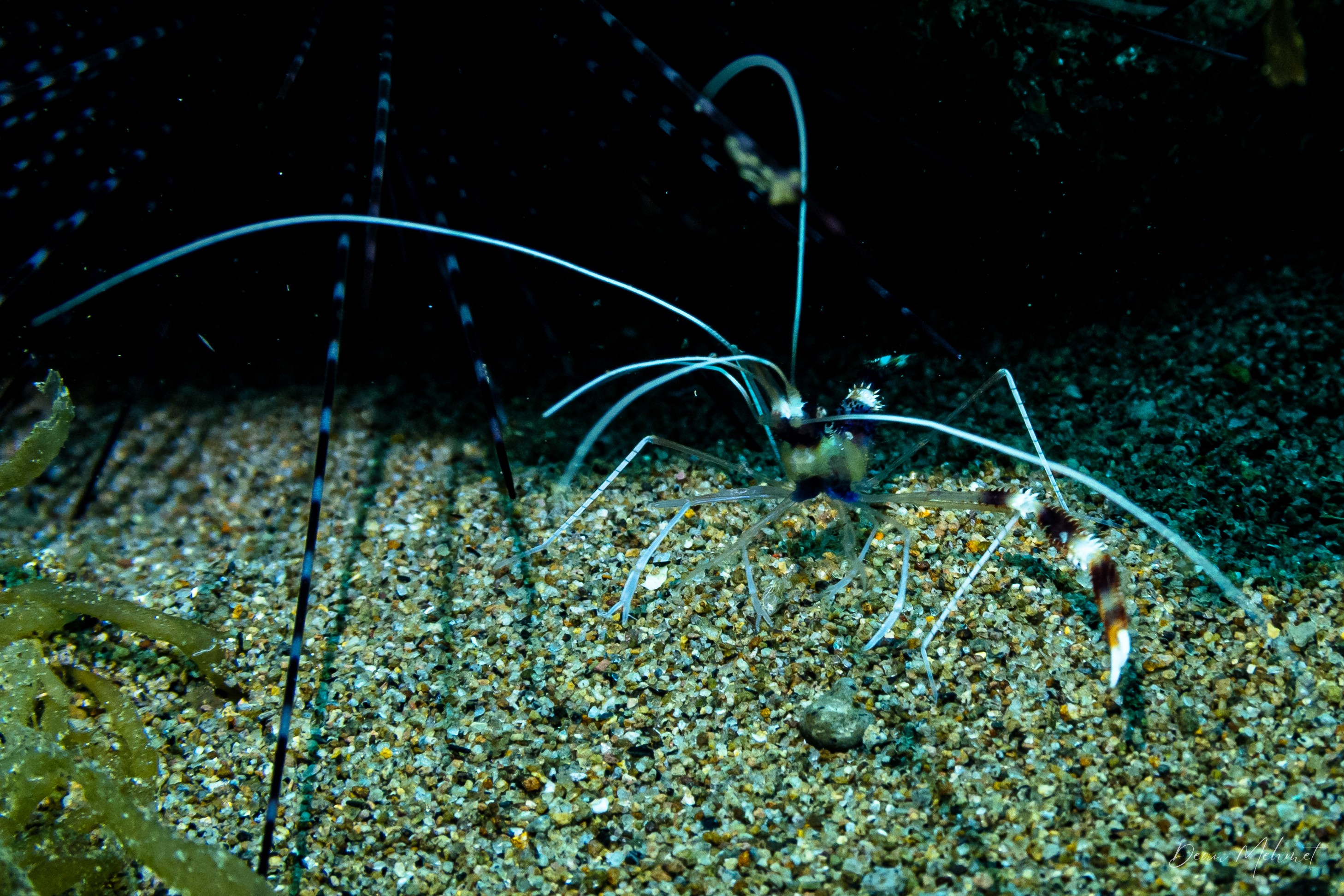 Banded Coral Shrimp