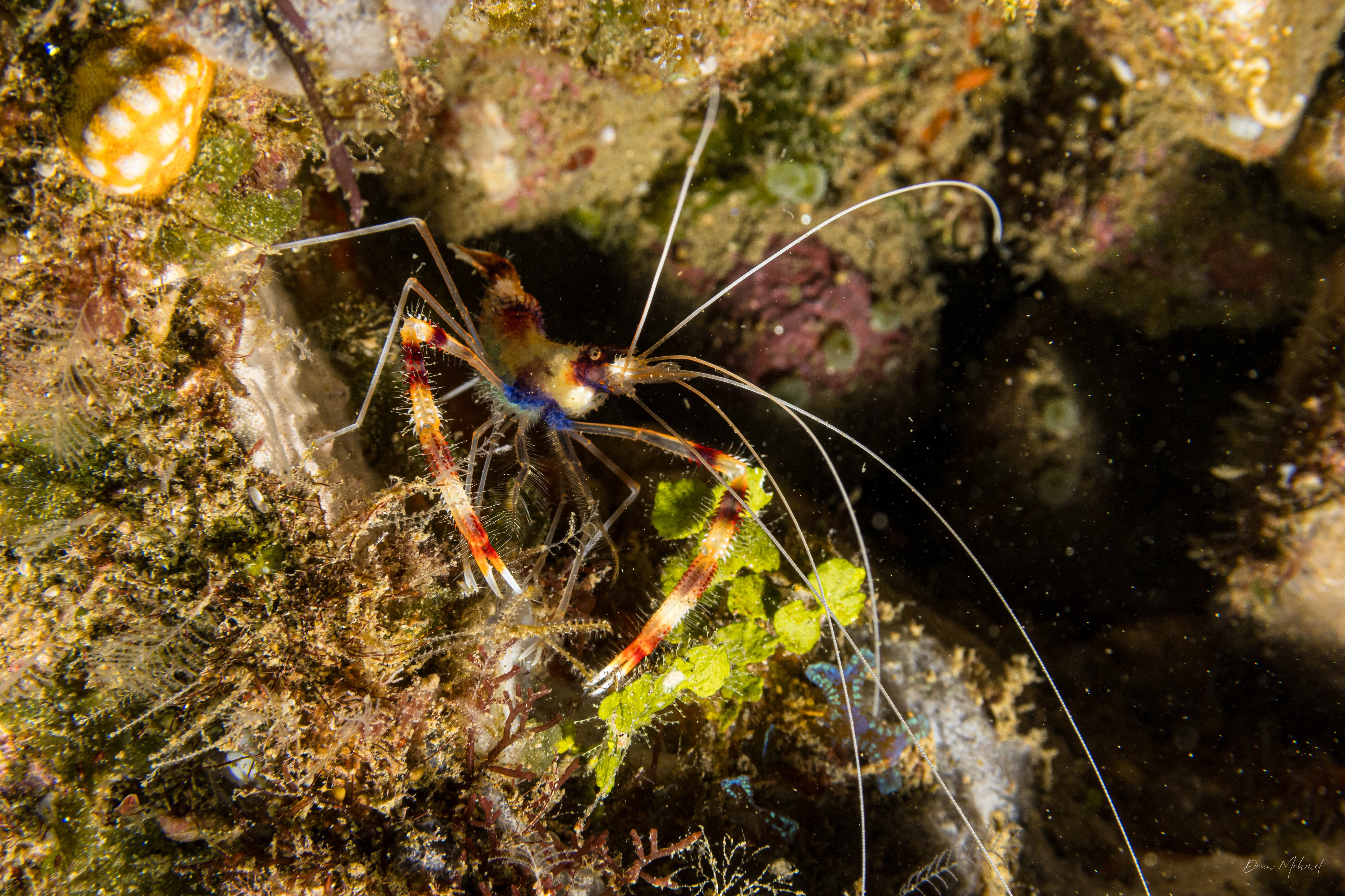 Banded Coral Shrimp