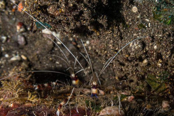 Banded Coral Shrimp - Photo 3