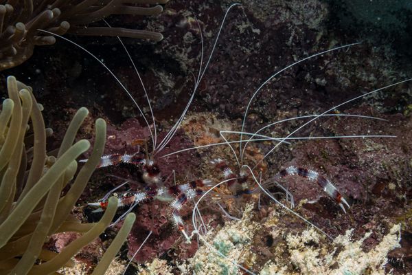 Banded Coral Shrimp - Moalboal, Philippines - 8 August 2026 - Dive 1 - White Beach (North)