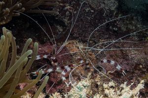Banded Coral Shrimp