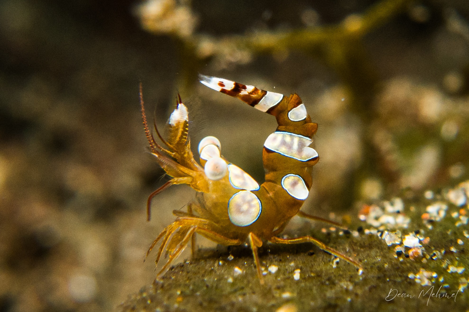 Squat Anemone Shrimp