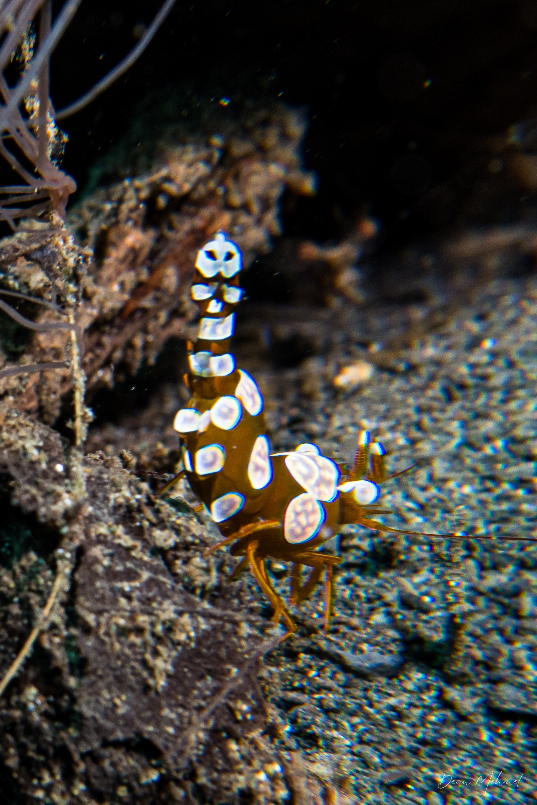 Squat Anemone Shrimp