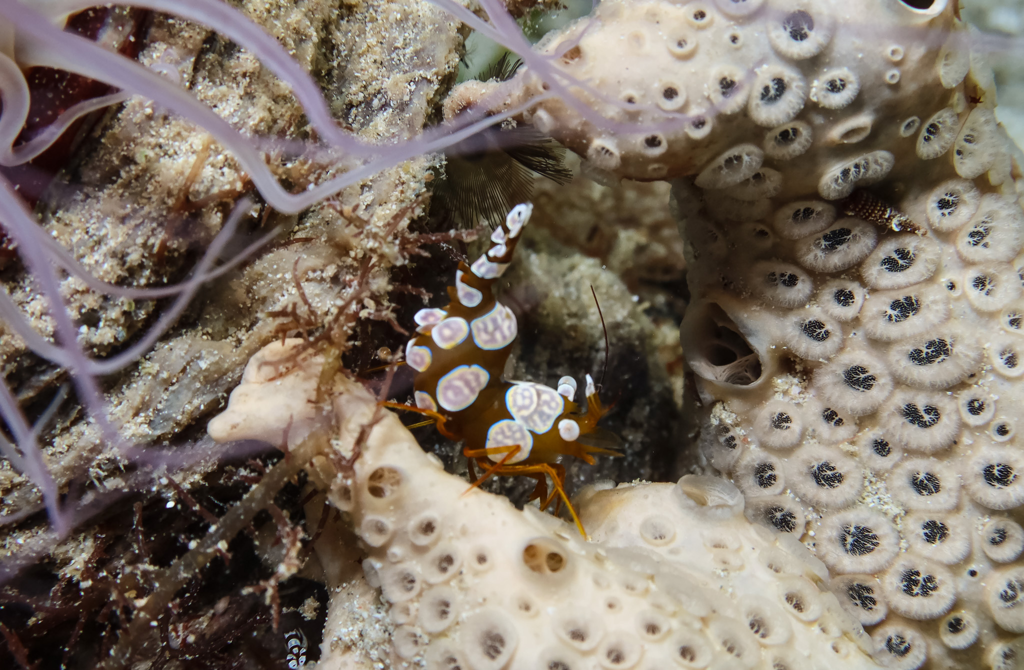 Squat Anemone Shrimp