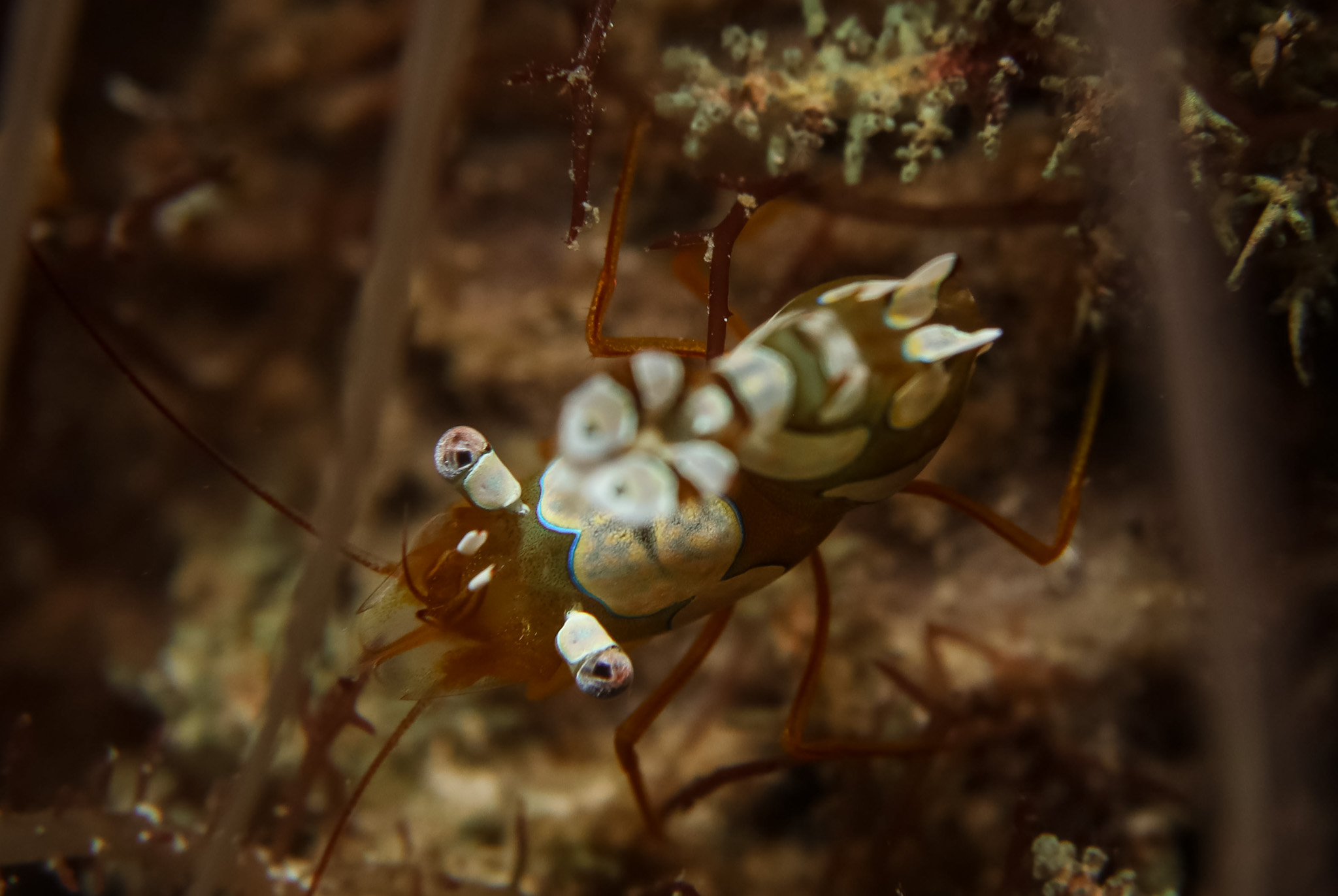 Squat Anemone Shrimp