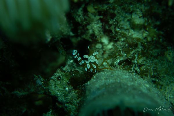 Squat Anemone Shrimp - Puerto Galera - 21 May 2026 - Dive 2 - Fantasea Reef