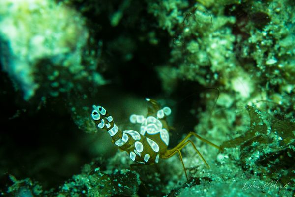 Squat Anemone Shrimp - Puerto Galera - 21 May 2026 - Dive 2 - Fantasea Reef