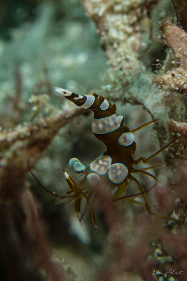 Squat Anemone Shrimp - Photo 4
