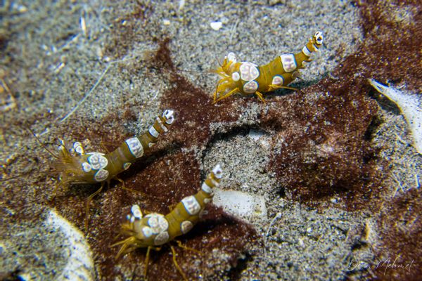 Squat Anemone Shrimp - Photo 7