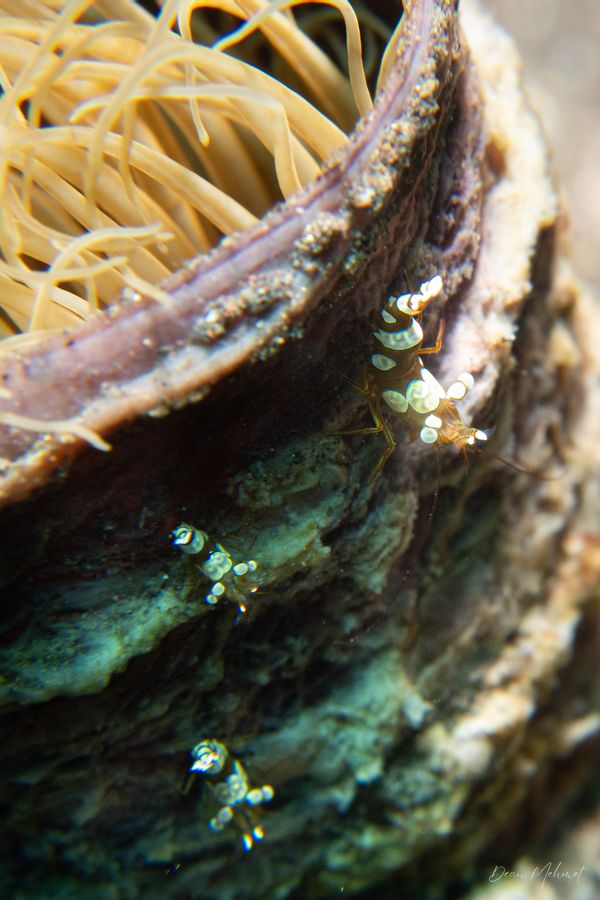Squat Anemone Shrimp - Photo 8