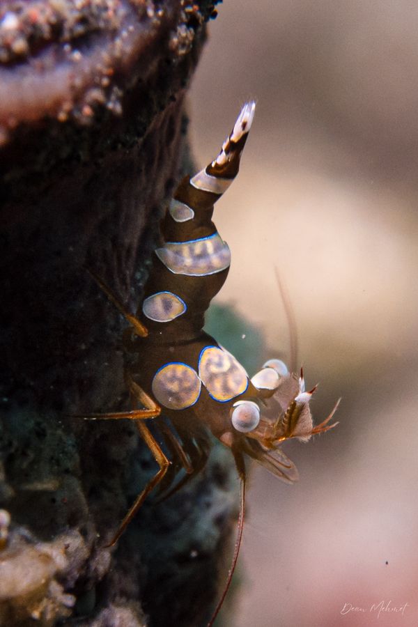 Squat Anemone Shrimp - Photo 9