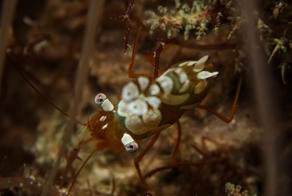 Squat Anemone Shrimp - Puerto Galera - 10 June 2025 - Dive 3