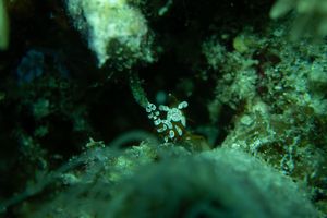 Squat Anemone Shrimp