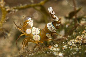 Squat Anemone Shrimp