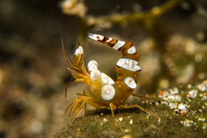 Squat Anemone Shrimp