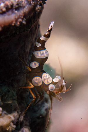 Squat Anemone Shrimp