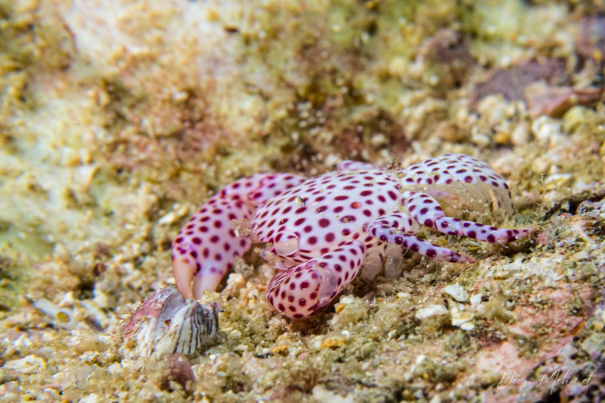 Red-spotted Guard Crab hero image
