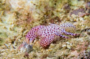 Red-spotted Guard Crab