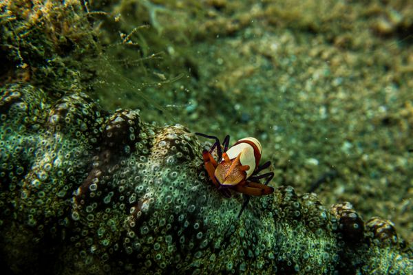 Emperor Shrimp - Photo 1