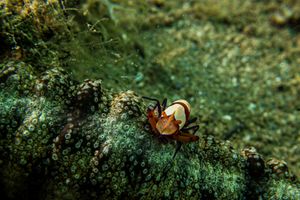 Emperor Shrimp representative species