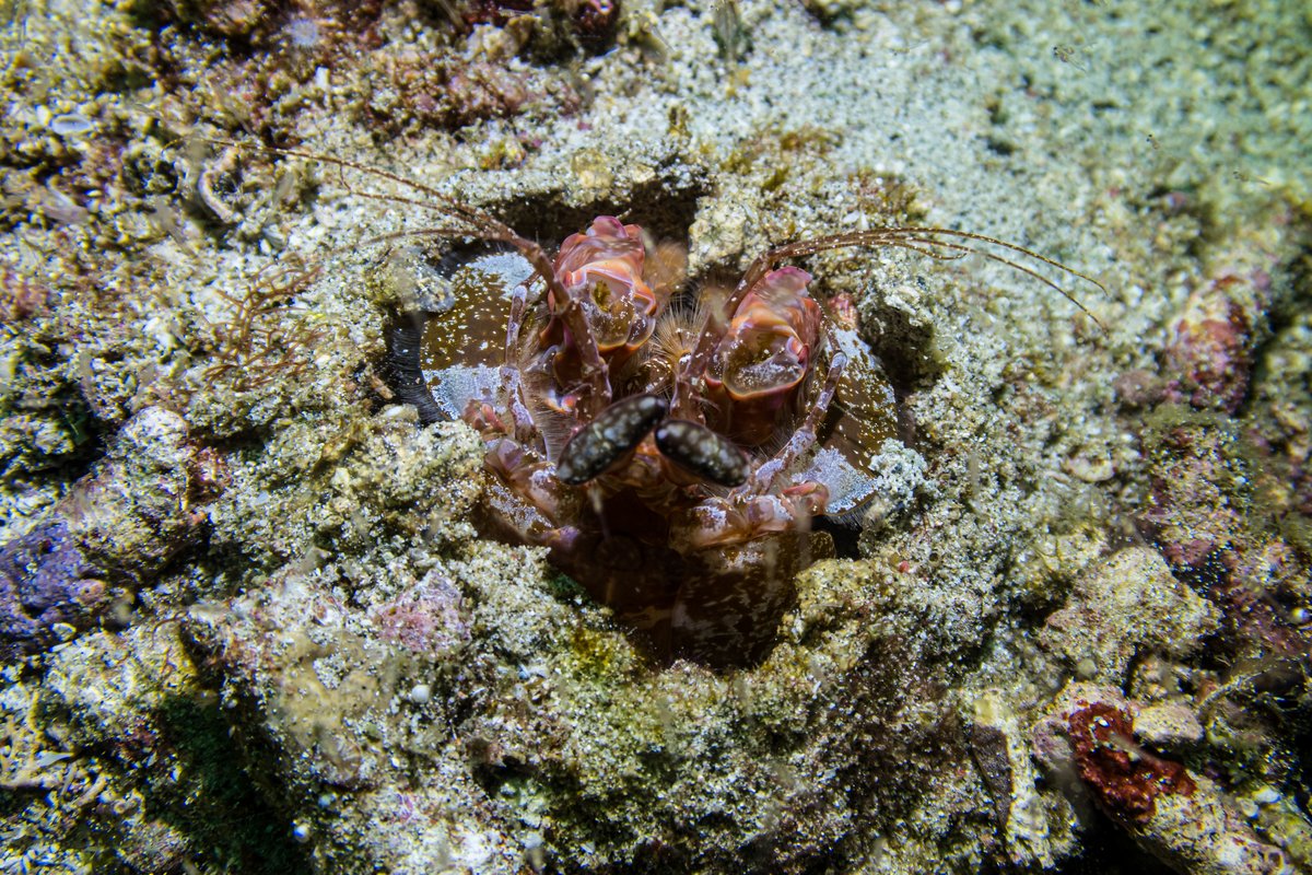 Lisas Mantis Shrimp