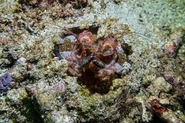 Lisas Mantis Shrimp - Photo 1