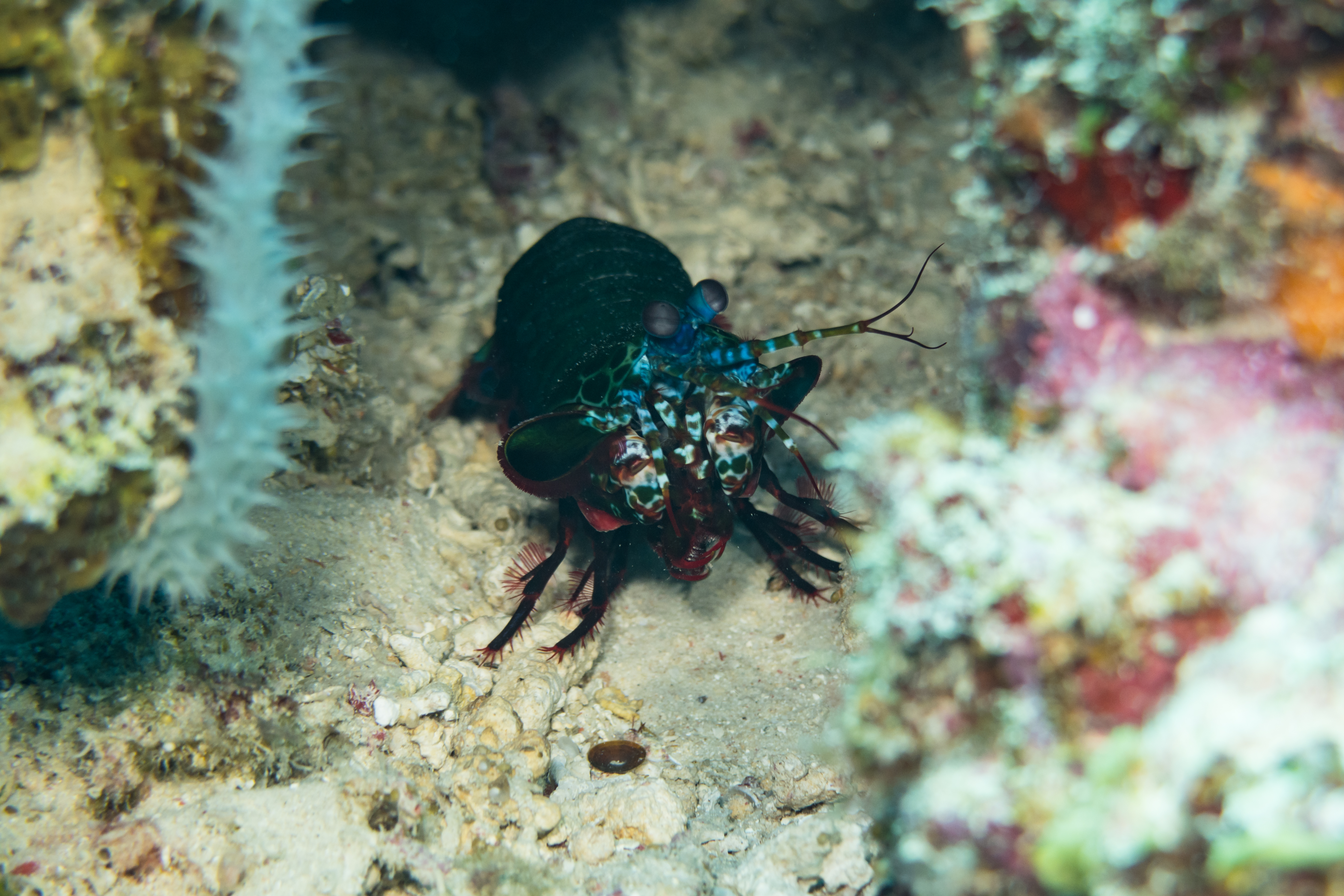 Peacock Mantis Shrimp