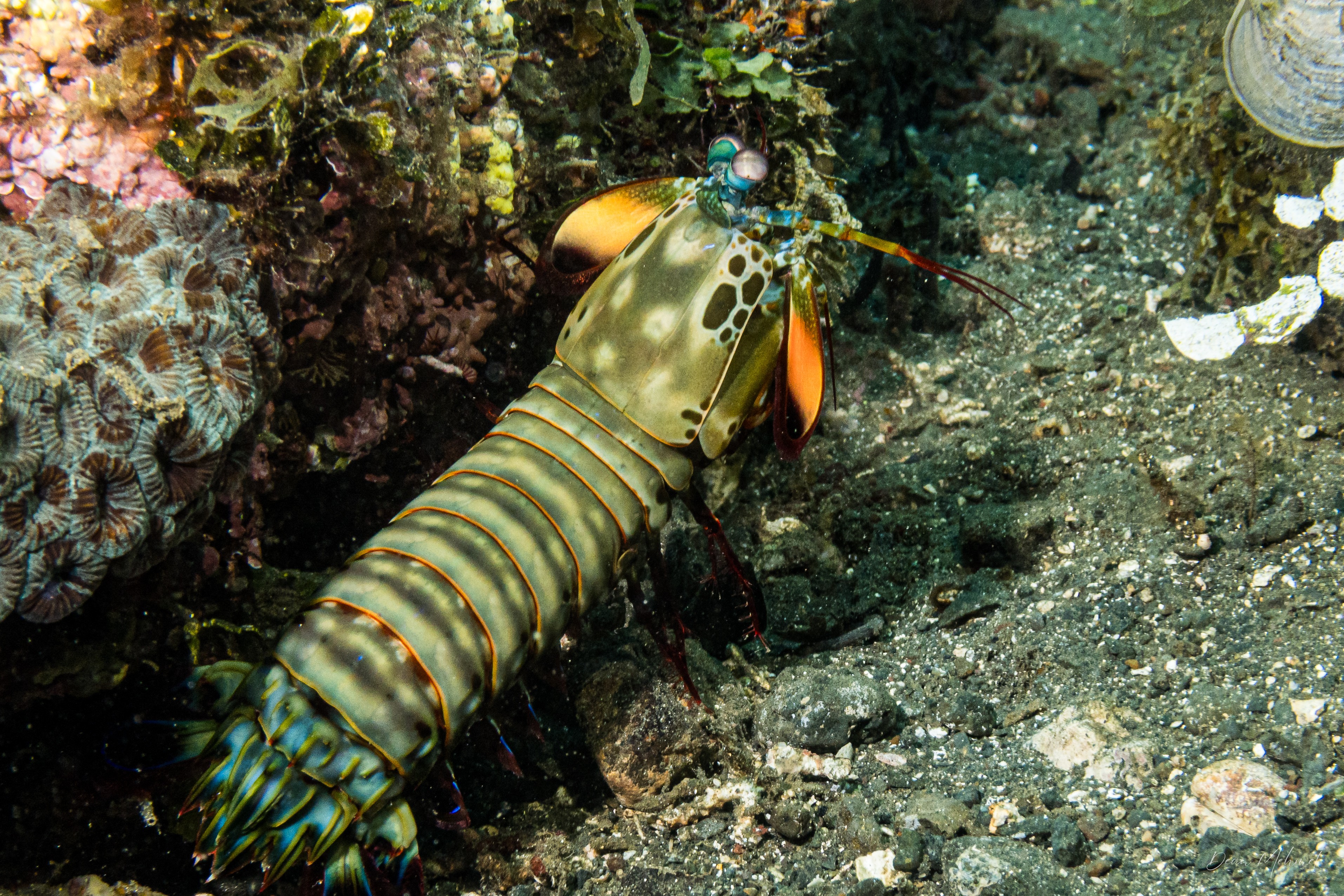 Peacock Mantis Shrimp