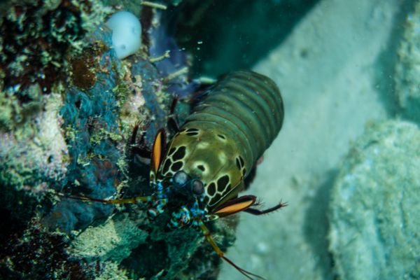 Peacock Mantis Shrimp - Photo 2