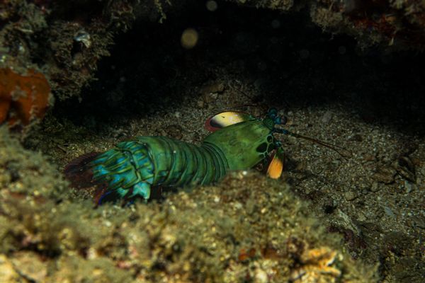 Peacock Mantis Shrimp - Photo 3