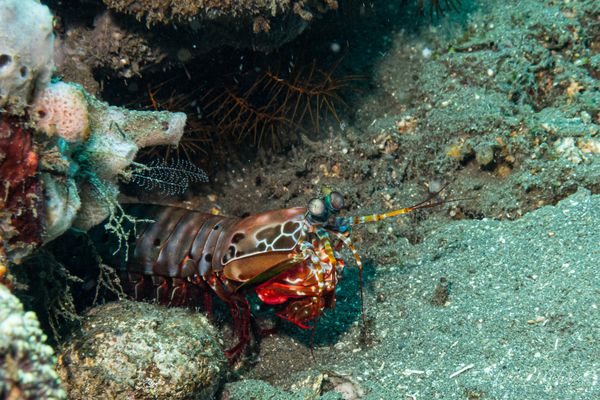 Peacock Mantis Shrimp - Photo 4