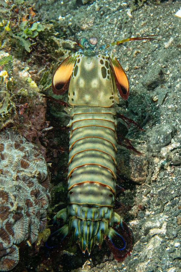 Peacock Mantis Shrimp - Photo 5