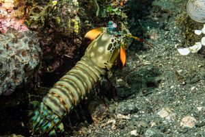 Peacock Mantis Shrimp