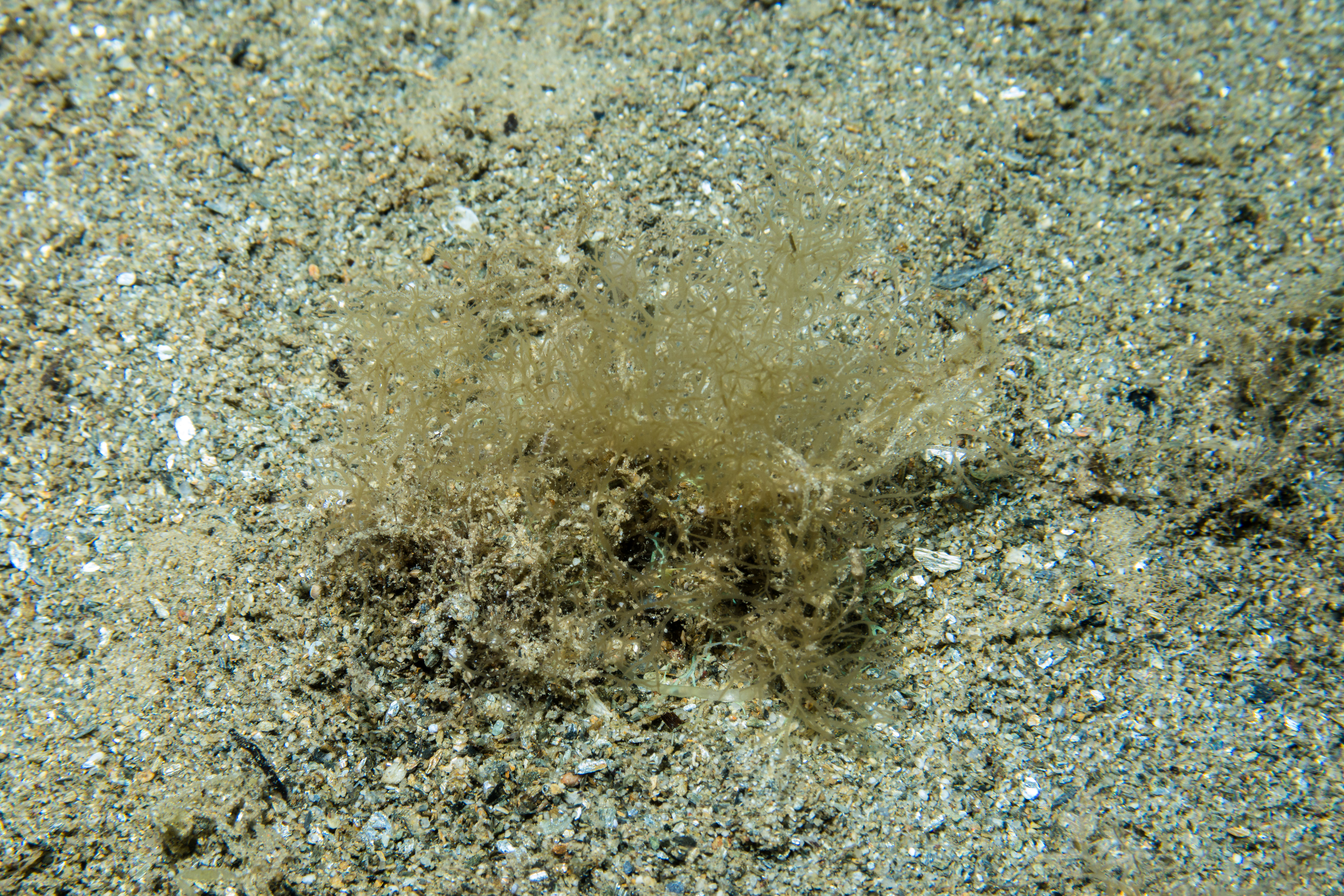 Spaghetti bryozoan