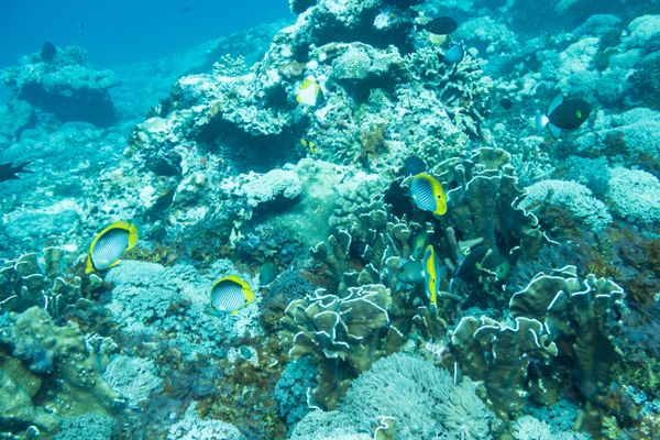 Spot-tail Butterflyfish - Photo 1