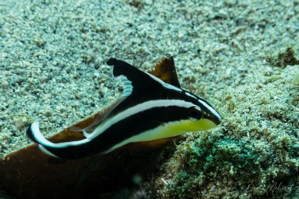 Painted Sweetlips - Photo 1