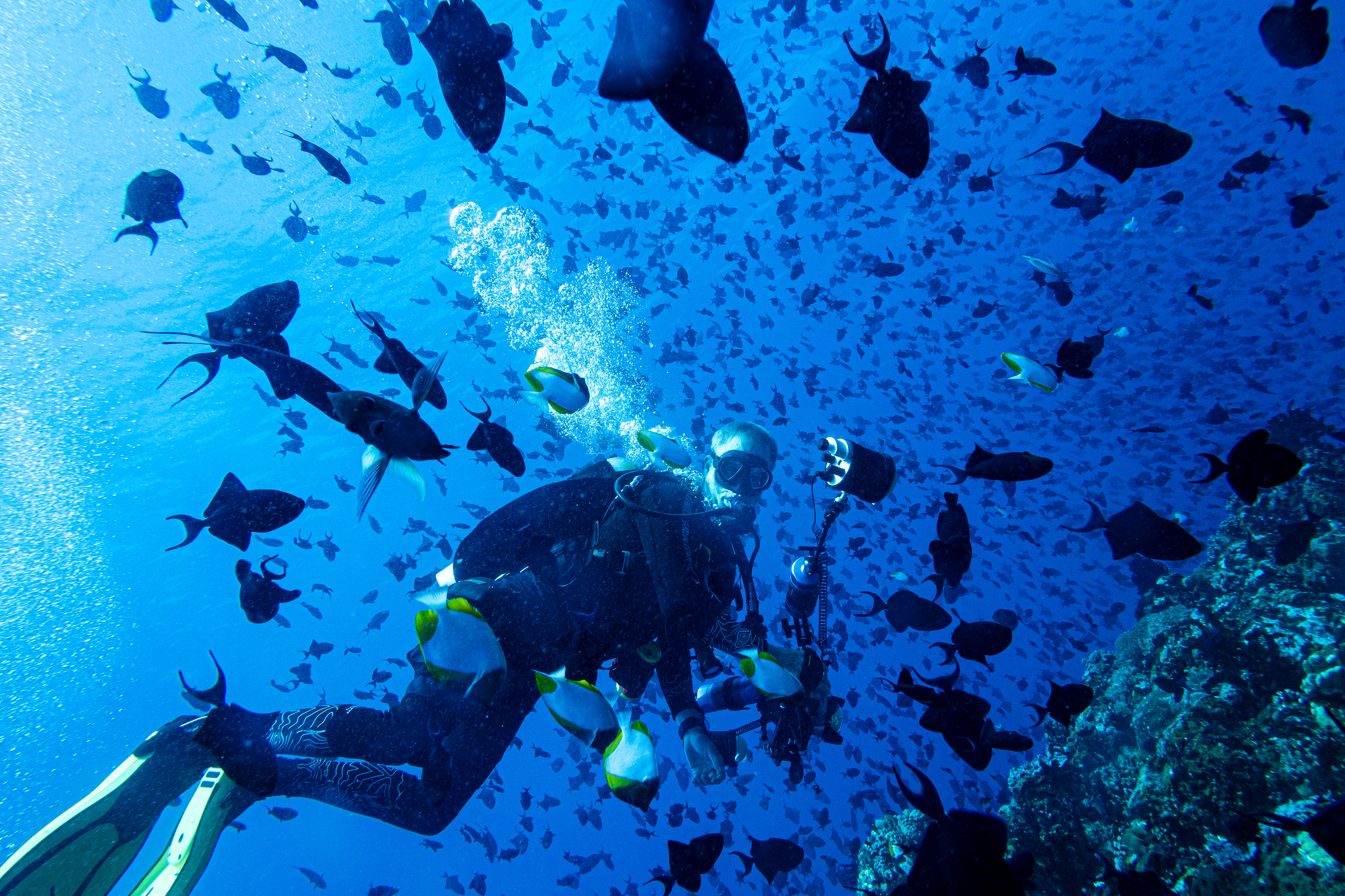 Pyramid Butterflyfish
