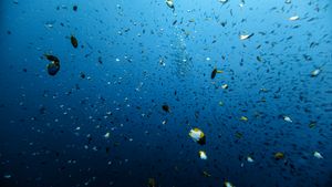 Pyramid Butterflyfish