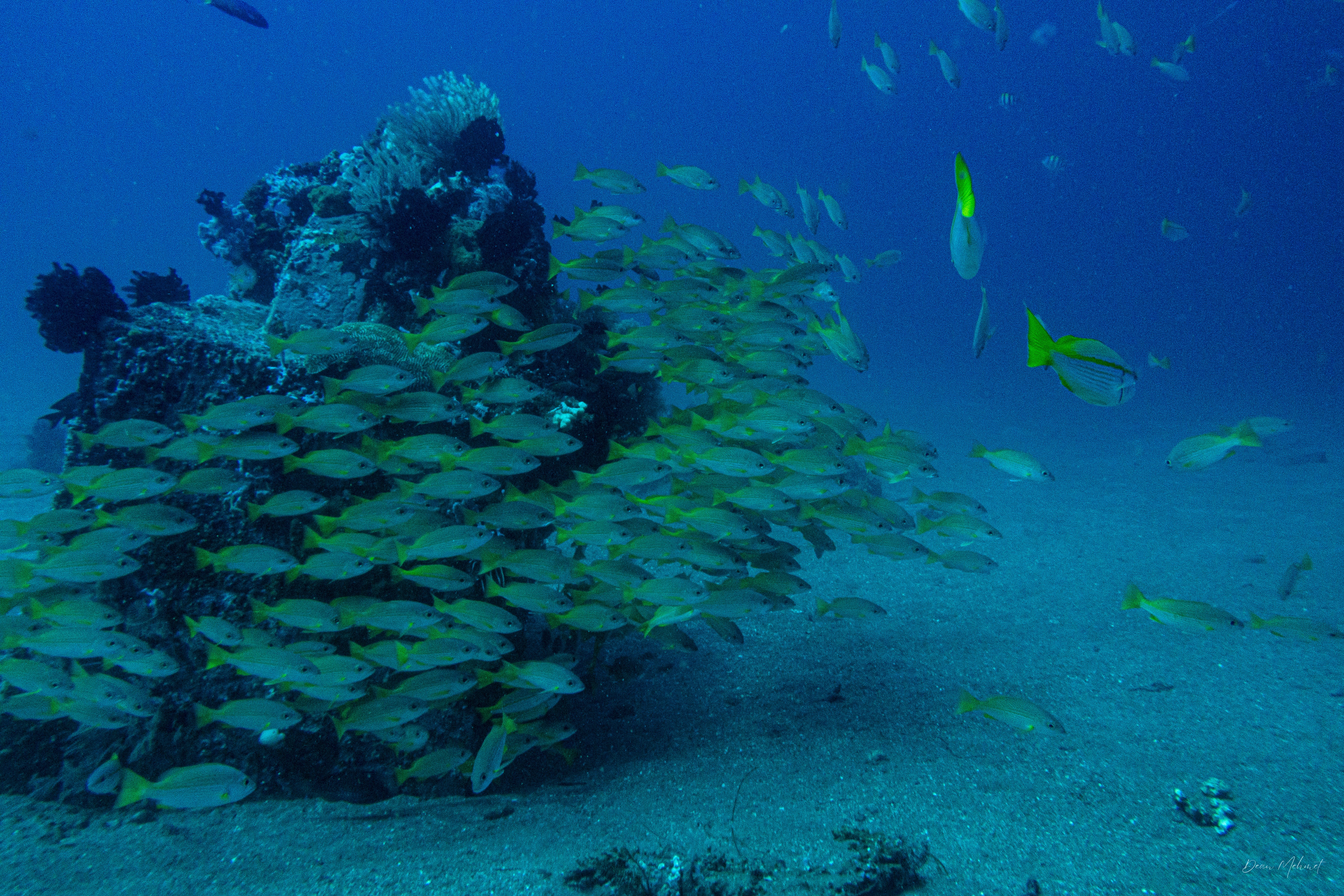 Bluestriped Snapper